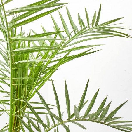 PALMERA CANARIA