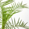 PALMERA CANARIA
