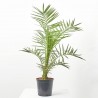 PALMERA CANARIA