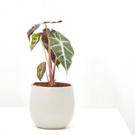 ALOCASIA POLLY