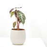 ALOCASIA POLLY