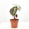 ALOCASIA POLLY