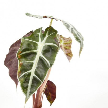 ALOCASIA POLLY