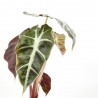 ALOCASIA POLLY