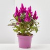CELOSIA CARACAS