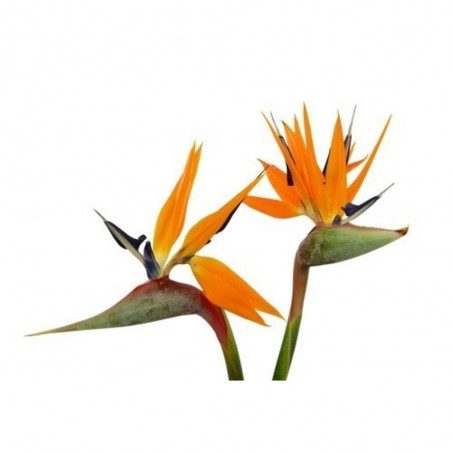 AVE DEL PARAÍSO FLOR NARANJA