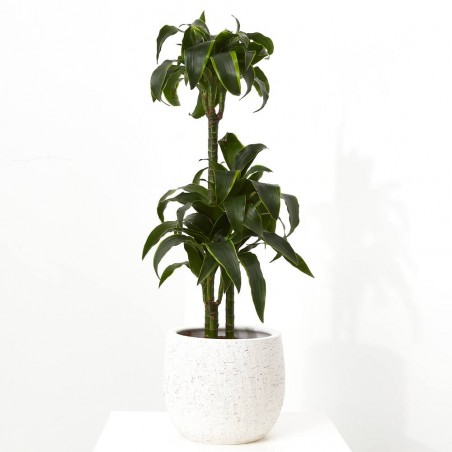 DRACENA DORADO