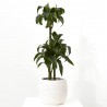 DRACENA DORADO