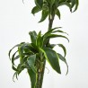 DRACENA DORADO