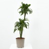 DRACENA DORADO