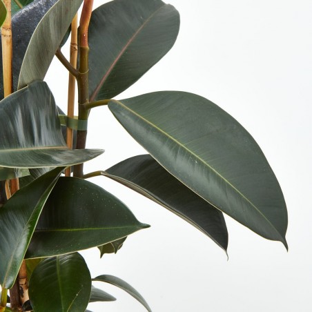 FICUS ROBUSTA
