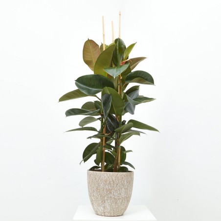 FICUS ROBUSTA