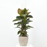 FICUS ROBUSTA