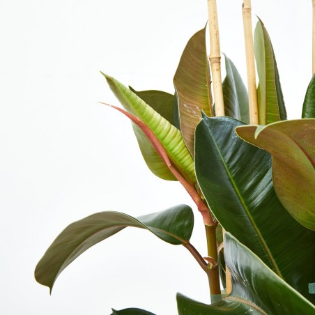 FICUS ROBUSTA