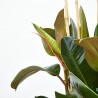 FICUS ROBUSTA