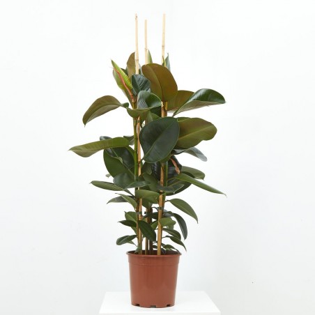 FICUS ROBUSTA