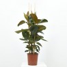 FICUS ROBUSTA