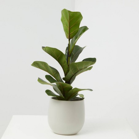 FICUS LYRATA