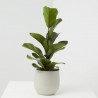 FICUS LYRATA