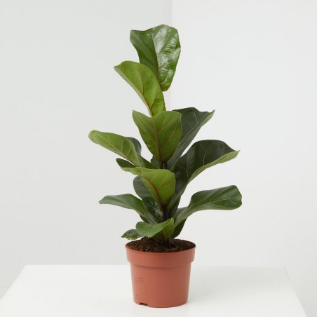 FICUS LYRATA