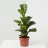 FICUS LYRATA