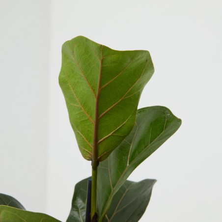 FICUS LYRATA