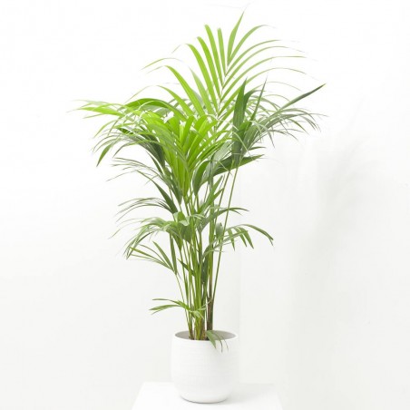 KENTIA