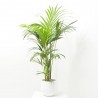 KENTIA