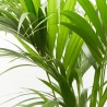 KENTIA