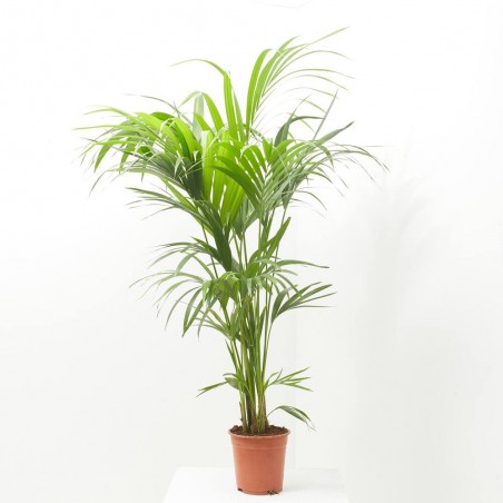 KENTIA