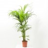 KENTIA