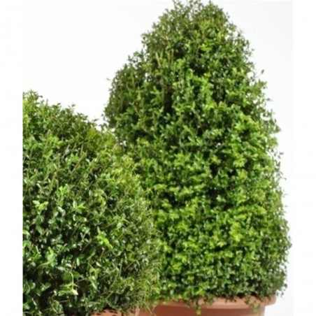 LONICERA NITIDA FORMAS