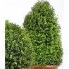 LONICERA NITIDA FORMAS
