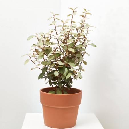 ELEAGNUS