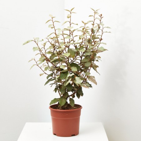 ELEAGNUS