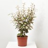 ELEAGNUS