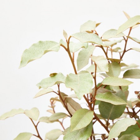 ELEAGNUS