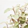 ELEAGNUS