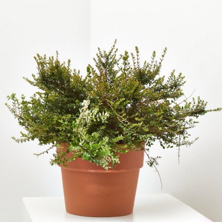 LONICERA NITIDA 3L