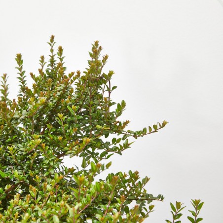 LONICERA NITIDA 3L