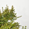 LONICERA NITIDA 3L