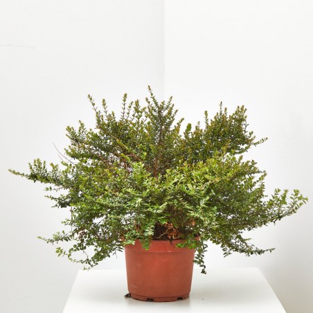 LONICERA NITIDA 3L