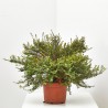 LONICERA NITIDA 3L