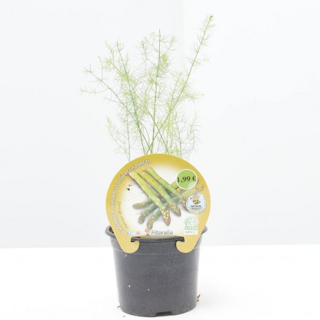 ESPÁRRAGO EN MACETA