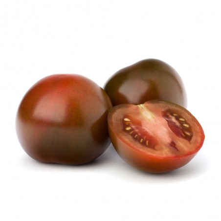 TOMATE NEGRO EN MACETA