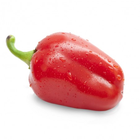 PIMIENTO MORRÓN EN MACETA