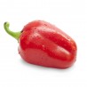 PIMIENTO MORRÓN EN MACETA