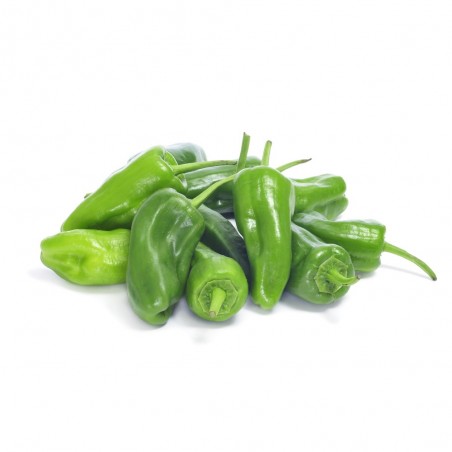 PIMIENTO PADRÓN DULCE EN MACETA