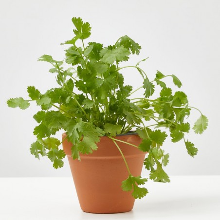 CILANTRO