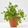 CILANTRO